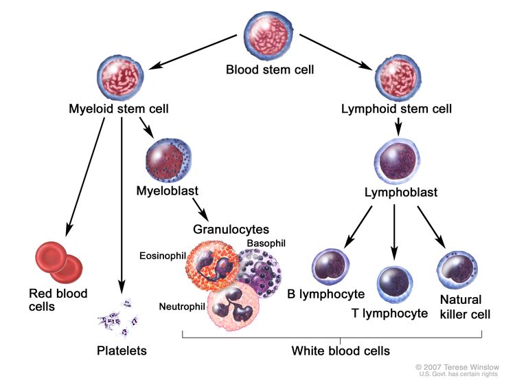 Blood cell development; drawing shows the steps a blood stem cell goes through to become a red blood cell, platelet, or white blood cell. A myeloid stem cell becomes a red blood cell, a platelet, or a myeloblast, which then becomes a granulocyte (the types of granulocytes are eosinophils, basophils, and neutrophils). A lymphoid stem cell becomes a lymphoblast and then becomes a B-lymphocyte, T-lymphocyte, or natural killer cell.